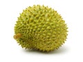 Fresh tropical durian fruit Royalty Free Stock Photo