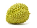 Fresh tropical durian fruit