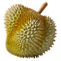 Fresh tropical Durian fruit isolated on white background Royalty Free Stock Photo
