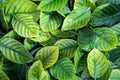 the Fresh tropical Green leaves with rain water drop background Royalty Free Stock Photo