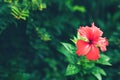 Fresh tropical rain forest green leaves and flowers background Royalty Free Stock Photo