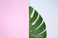 Fresh tropical monstera leaf with blank poster on color background Royalty Free Stock Photo