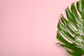 Fresh tropical monstera leaf on color background, Royalty Free Stock Photo