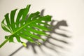 Fresh tropical monstera leaf Royalty Free Stock Photo