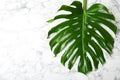 Fresh tropical monstera leaf Royalty Free Stock Photo