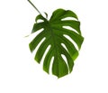 Fresh tropical monstera leaf Royalty Free Stock Photo