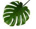 Fresh tropical monstera leaf Royalty Free Stock Photo