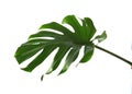 Fresh tropical monstera leaf Royalty Free Stock Photo