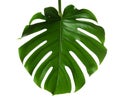 Fresh tropical monstera leaf Royalty Free Stock Photo