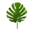 Fresh tropical monstera leaf Royalty Free Stock Photo