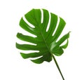 Fresh tropical monstera leaf Royalty Free Stock Photo