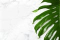 Fresh tropical monstera leaf on marble background Royalty Free Stock Photo