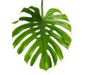 Fresh tropical monstera leaf Royalty Free Stock Photo