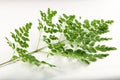 Fresh tropical moringa oleifera leaves. Royalty Free Stock Photo