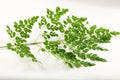 Fresh tropical moringa oleifera leaves. Royalty Free Stock Photo