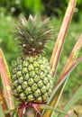 Fresh tropical pineapple