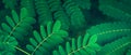 Fresh tropical rain forest green leaves background Royalty Free Stock Photo