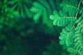 Fresh tropical rain forest green leaves background Royalty Free Stock Photo