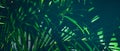 Fresh tropical rain forest green palm leaves background Royalty Free Stock Photo