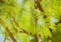 Fresh tropical tree branches Royalty Free Stock Photo