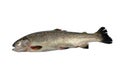 Fresh trout Royalty Free Stock Photo