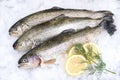 Fresh trout Royalty Free Stock Photo