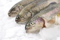 Fresh trout Royalty Free Stock Photo