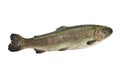 Fresh trout Royalty Free Stock Photo