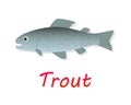 Fresh Trout fish in flat style, vector