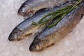 Fresh trout fish on ice Royalty Free Stock Photo