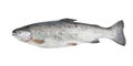 Fresh trout fish isolated Royalty Free Stock Photo