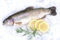 Fresh trout Royalty Free Stock Photo