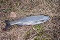 Fresh trout lying on the grass. fishing catch Royalty Free Stock Photo