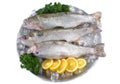 Fresh trout on plate with ice Royalty Free Stock Photo