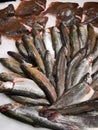 Fresh trout and turbot fish on ice Royalty Free Stock Photo