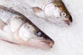 Trout and walleye on dry ice Royalty Free Stock Photo