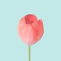 Fresh tulip flower close up with rain drops on the surface. Royalty Free Stock Photo
