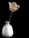 A fresh tulip flower in white vase isolated on black background. Royalty Free Stock Photo