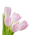 Fresh Tulip Flowers Isolated