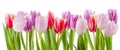 Fresh Tulip Flowers Isolated