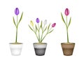 Fresh Tulip Flowers in Three Ceramic Pots