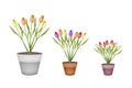 Fresh Tulip Flowers in Three Terracotta Pots