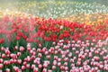 fresh tulip garden with steam for pattern and background Royalty Free Stock Photo