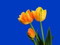 Fresh Tulips Royalty Free Stock Photo