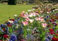 Fresh tulips flowers in London park