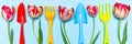 Fresh tulips flowers and multi-colored garden tools on blue pastel background. Creative composition, springtime. Gardening, spring Royalty Free Stock Photo