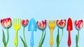 Fresh tulips flowers and multi-colored garden tools on blue pastel background. Creative composition, springtime. Gardening, spring Royalty Free Stock Photo