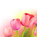 Fresh Tulips on Gentle colors Holiday Background Royalty Free Stock Photo