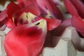 Fresh Tulips Petals Drying, Flower, Dried Flowers, Handmade, Floral Art, Artisan, Flower Market, Harvest, Harvesting, Homestead.