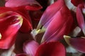 Fresh Tulips Petals Drying Flower, Floristry, Rustic Country Life Handmade, Floral Art, Artisan, Market, Harvest, Homestead.